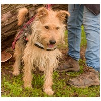 Mickey, 3 éves, kan #3