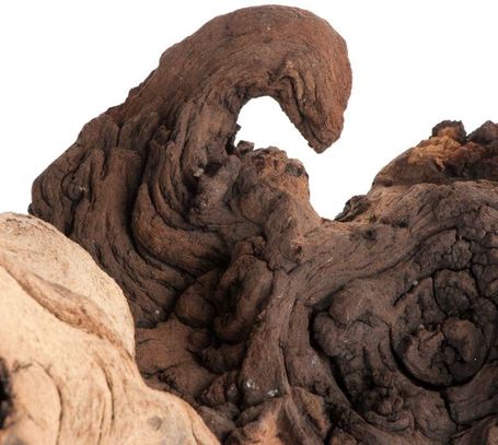 Mopani afrikai vasfa akváriumba