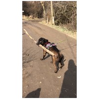 Zara, 12 éves, 58 cm magas, leány kutya #6