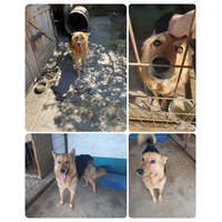 Sajó, 3 éves, 51 cm magas, németjuhász keverék, kan #11