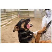 Szultán, négy éves, kan #9