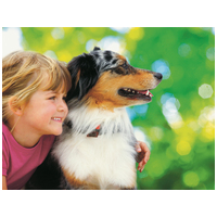 Belcando Adult Grain-Free Poultry | Gabonamentes szuperprémium kutyatáp #12