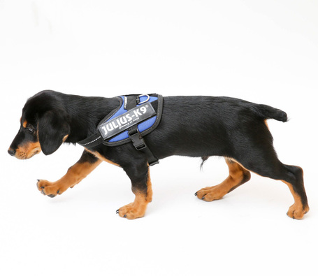 Julius-K9 IDC kék powerhám kutyáknak