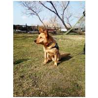 Titusz, 1 éves, 50 cm magas, kan #6