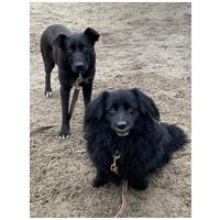 Luke, 6 éves, 40 cm magas, kan #2