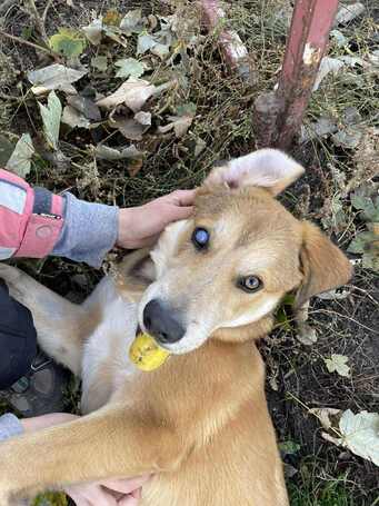 Showzsák, 6 hónapos keverék fiúcska