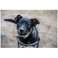 Hektor, kan kutyus gazdit keres #2