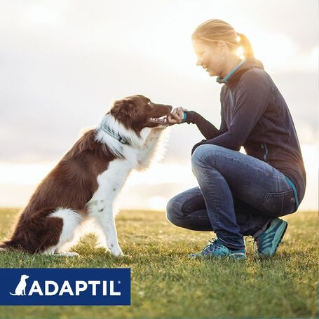 Adaptil Calm feromonos nyugtató nyakörv kutyáknak