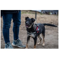 Hektor, kan kutyus gazdit keres #8