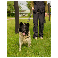 Finn, 1 éves kan #2