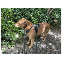 Misi, ivartalanított kan #23