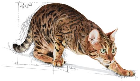 Royal Canin Outdoor - Szabadba gyakran kijáró, aktív felnőtt macska száraz táp