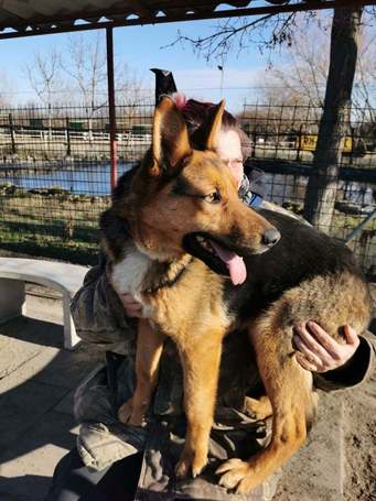 Molly, 1 éves, némejuhász keverék, szuka