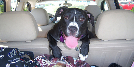 Így utazz a kutyáddal!