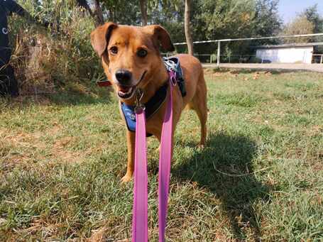 Misi, ivartalanított kan