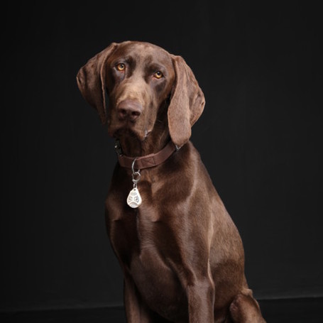 Tickless Pet ultrahangos bolha- és kullancsriasztó kutyák, macskák, vadászgörények és nyulak részére