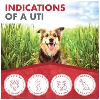 Dermoscent Uti-Zen kutyáknak és macskáknak #7