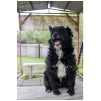 Gáspárka, 6 éves ivartalanított kan #4