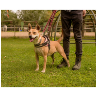 Natasa, 6 éves, 48 cm magas, szuka #6