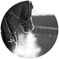 Tratamentul problemelor respiratorii la cai