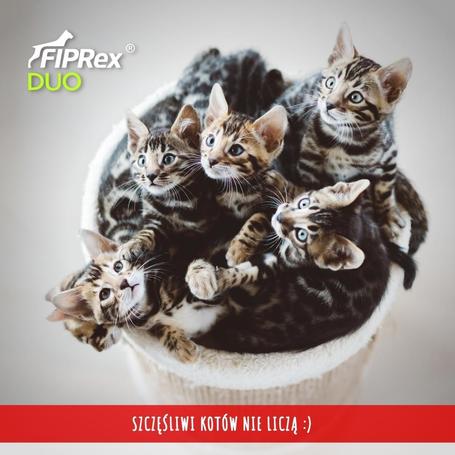 Fiprex Duo (~ Combo) rácsepegtető oldat macskáknak és vadászgörényeknek