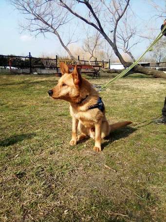 Titusz, 1 éves, 50 cm magas, kan