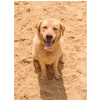 Kasmír, egy éves, kan #4