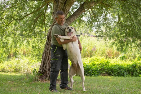 Honney, 10 éves, 65 cm magas szuka