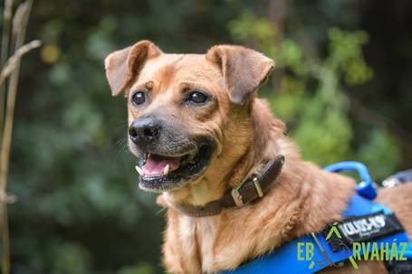 Johnny, 9 éves, 48 cm magas, kan