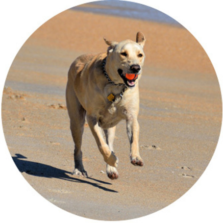 Ízület-, porc és csonterősítő termékek