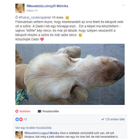 Dado Hypoallergenic Puppy Mini Fish & Rice | Hipoallergén halas táp kistestű kölyökkutyáknak #6