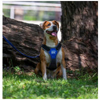 Hádész, 9 éves, 50 cm magas, kan #4