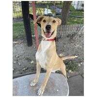 Szöszi, egy éves, szuka #6