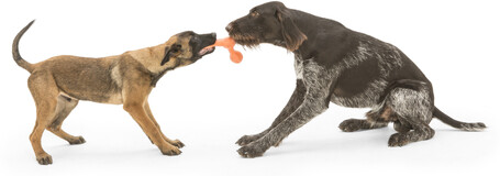 West Paw Skamp - Apport kutyajáték