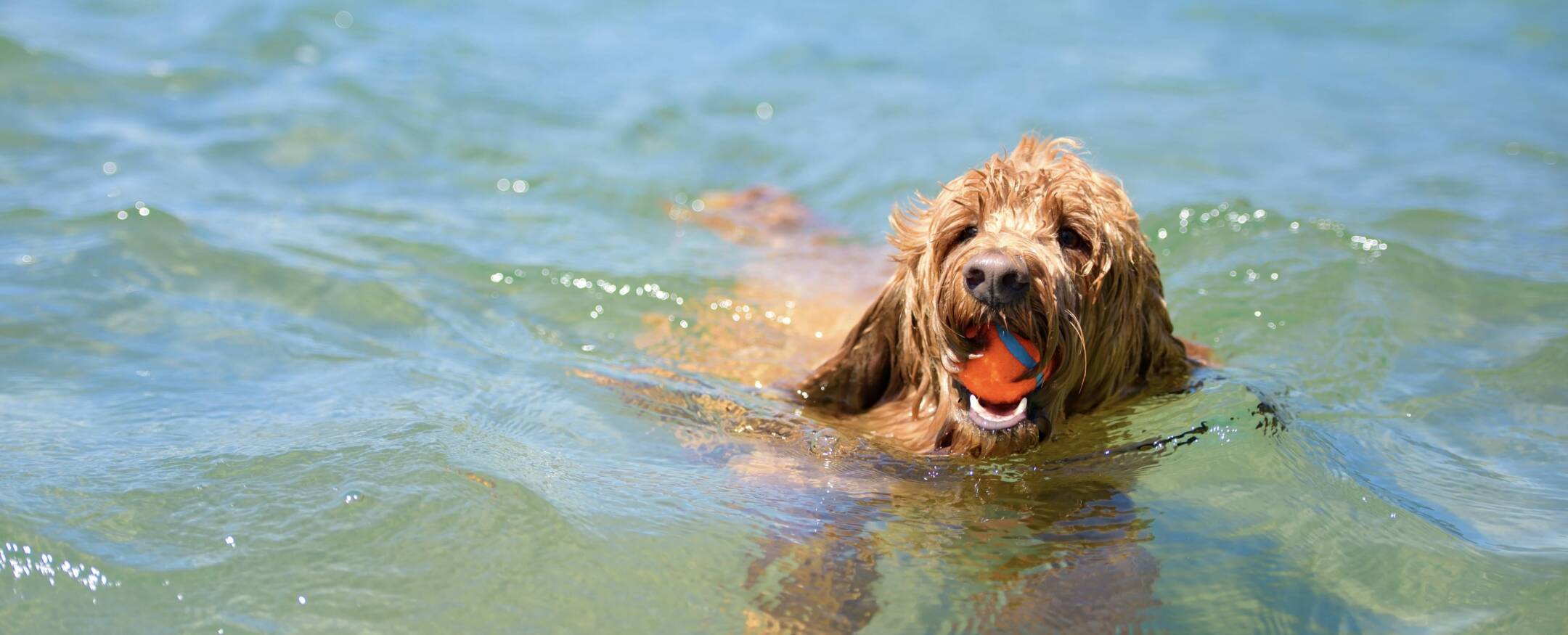 Labradoodle úszik a vítben.