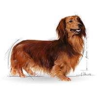 Royal Canin Dachshund Adult - Tacskó felnőtt kutya száraz táp #8