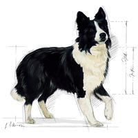 Royal Canin Medium Digestive Care - Száraz táp érzékeny emésztésű, közepes testű felnőtt kutyák részére #11