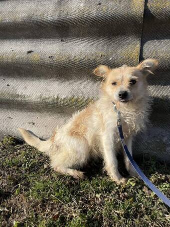 Mangó, egy éves, szuka