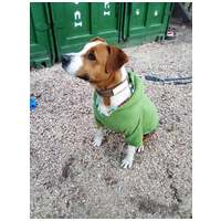 Hádész, 9 éves, 50 cm magas, kan #8