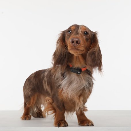 Tickless Mini Dog USB ultrahangos kullancs- és bolhariasztó kutyáknak