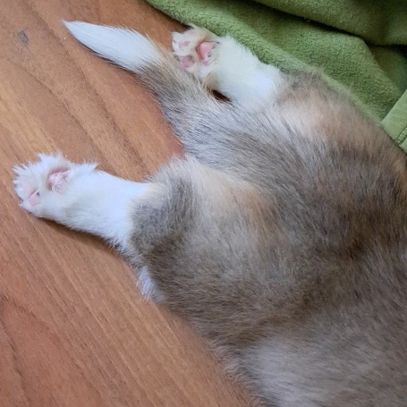 Taz