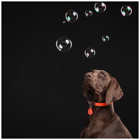 Tickless Pet ultrahangos bolha- és kullancsriasztó kutyák, macskák, vadászgörények és nyulak részére #12