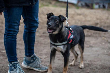 Hektor, kan kutyus gazdit keres