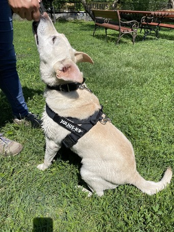 Amy, ivartalanított szuka kutyus