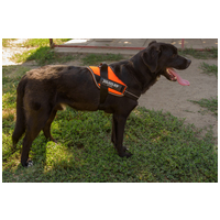 Tutyi, kilenc hónapos, kan #4