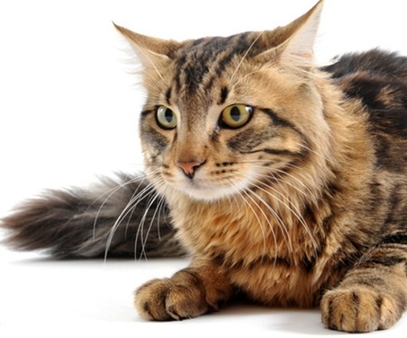 Pro-Nutrition Prestige Adult Multi with Poultry & Vegetables