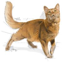 Royal Canin Fit - aktív felnőtt macska száraz táp #8