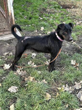 Lilien kutyus gazdit keres