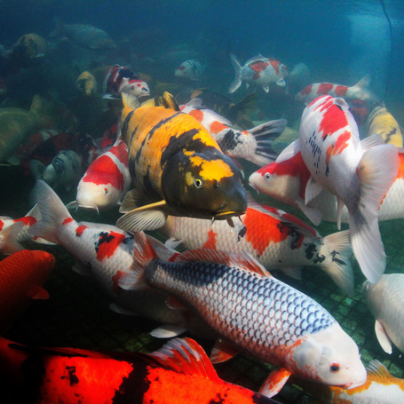 JBL ProPond All Seasons Sticks