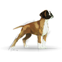 Royal Canin Boxer Junior - Boxer kölyök kutya száraz táp #11